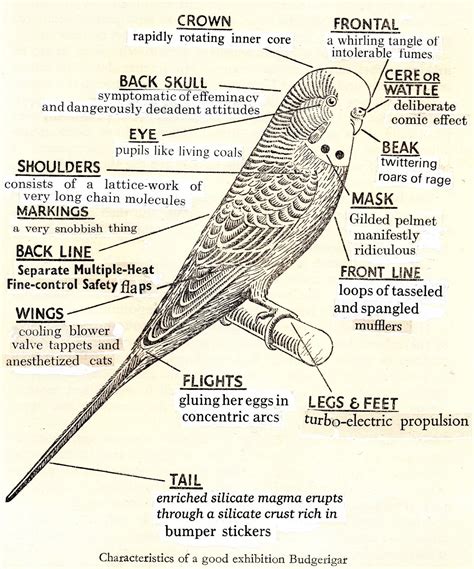 baji bird|budgie fact sheet.